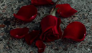 Preview wallpaper rose, flower, petals, red, surface