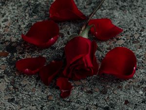Preview wallpaper rose, flower, petals, red, surface