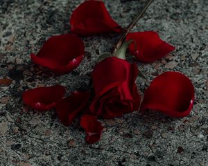 Preview wallpaper rose, flower, petals, red, surface