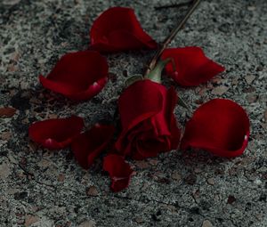 Preview wallpaper rose, flower, petals, red, surface