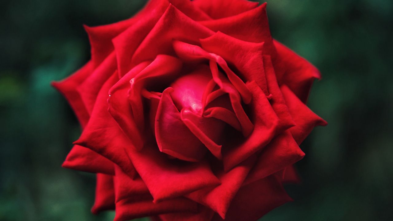 Wallpaper rose, flower, petals, red, macro