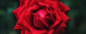 Preview wallpaper rose, flower, petals, red, macro