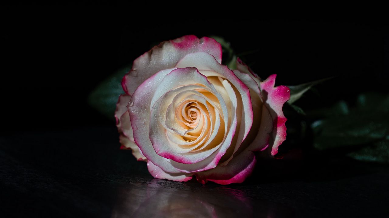 Wallpaper rose, flower, petals, reflection, black