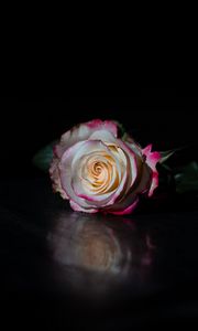 Preview wallpaper rose, flower, petals, reflection, black