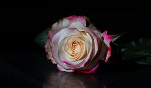 Preview wallpaper rose, flower, petals, reflection, black