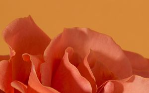 Preview wallpaper rose, flower, petals, macro, pink
