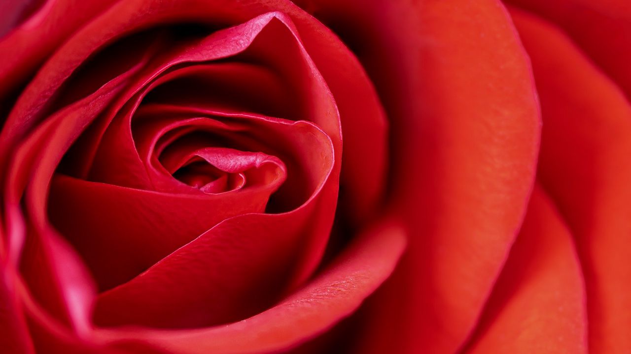 Wallpaper rose, flower, petals, macro, red