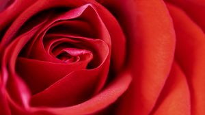 Preview wallpaper rose, flower, petals, macro, red