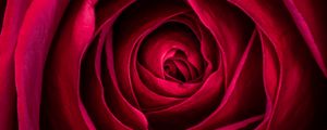 Preview wallpaper rose, flower, petals, red, macro, plant