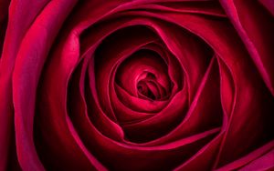 Preview wallpaper rose, flower, petals, red, macro, plant