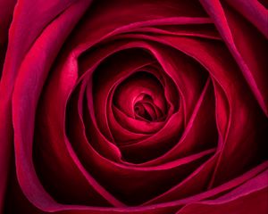 Preview wallpaper rose, flower, petals, red, macro, plant