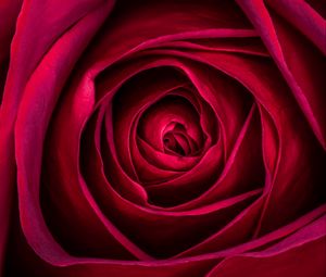 Preview wallpaper rose, flower, petals, red, macro, plant