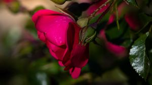 Preview wallpaper rose, flower, petals, leaves, pink