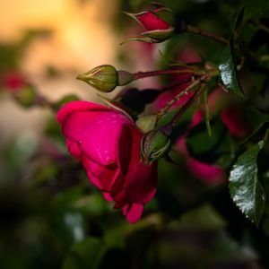 Preview wallpaper rose, flower, petals, leaves, pink