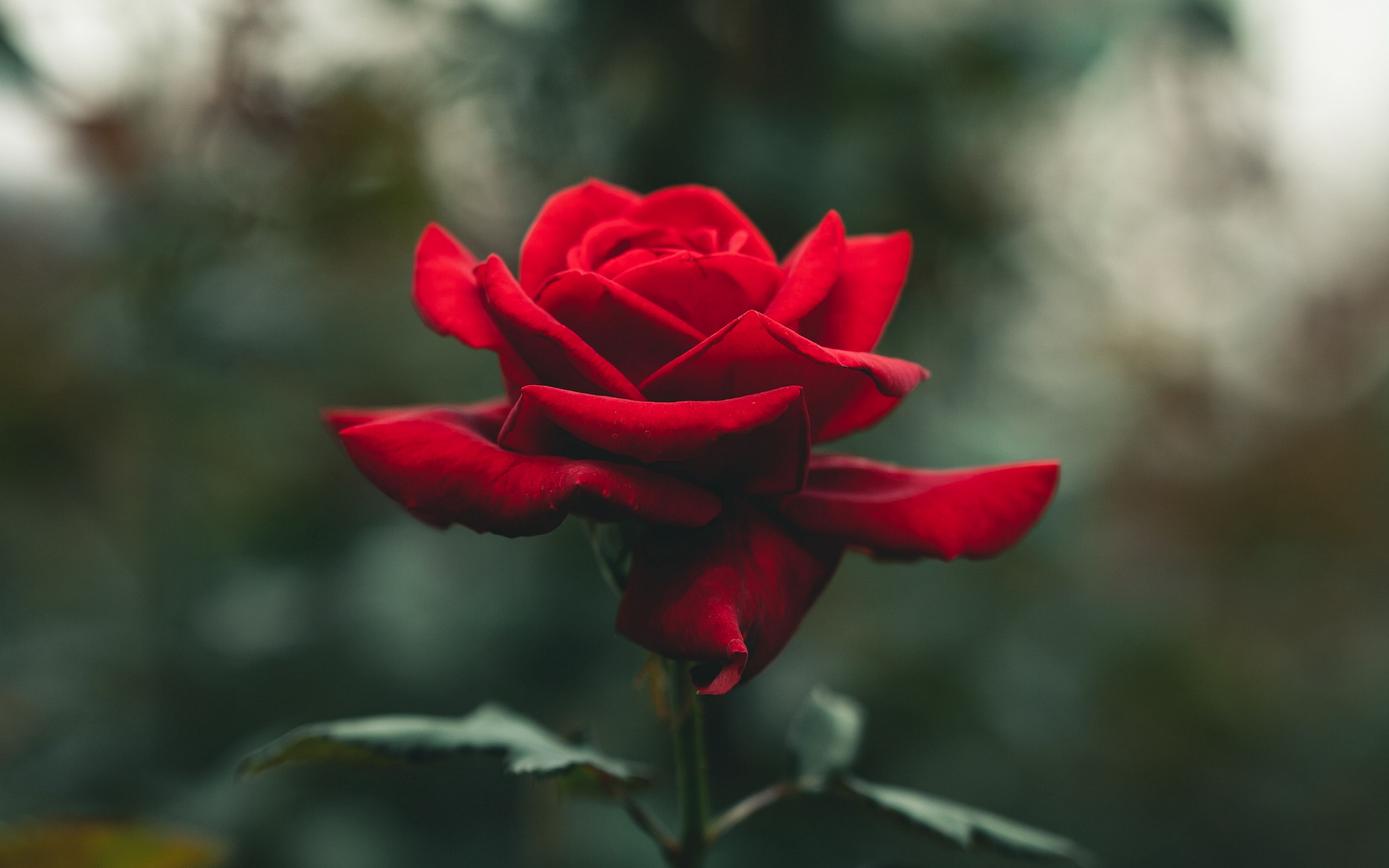 Download Wallpaper 3840x2400 Rose, Flower, Petals, Red, Blur 4k Ultra 