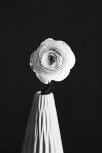 Preview wallpaper rose, flower, petals, vase, black and white, bw