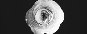 Preview wallpaper rose, flower, petals, vase, black and white, bw