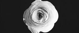 Preview wallpaper rose, flower, petals, vase, black and white, bw