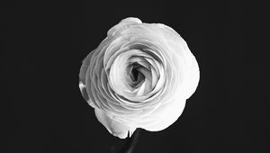 Preview wallpaper rose, flower, petals, vase, black and white, bw