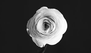 Preview wallpaper rose, flower, petals, vase, black and white, bw