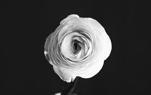 Preview wallpaper rose, flower, petals, vase, black and white, bw