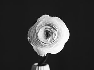 Preview wallpaper rose, flower, petals, vase, black and white, bw