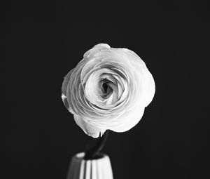 Preview wallpaper rose, flower, petals, vase, black and white, bw