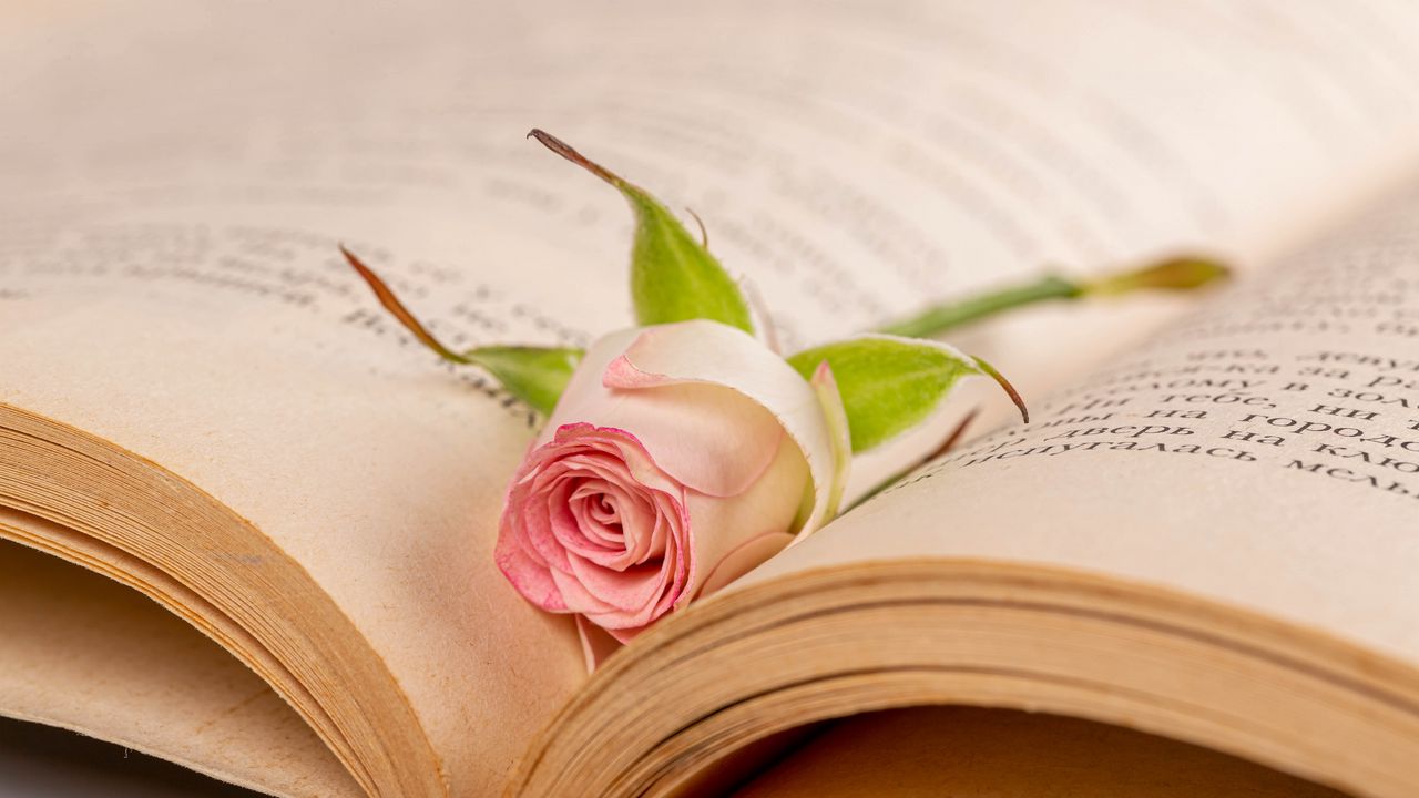 Wallpaper rose, flower, petals, book
