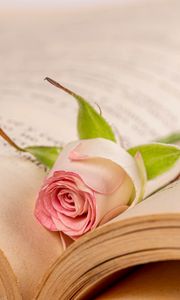 Preview wallpaper rose, flower, petals, book