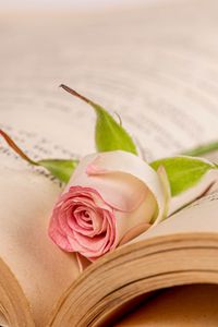 Preview wallpaper rose, flower, petals, book