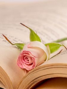 Preview wallpaper rose, flower, petals, book