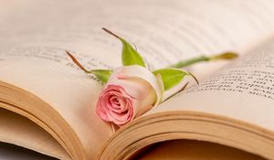 Preview wallpaper rose, flower, petals, book