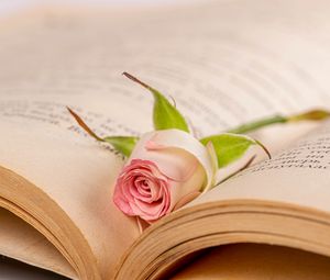 Preview wallpaper rose, flower, petals, book