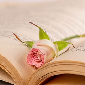 Preview wallpaper rose, flower, petals, book