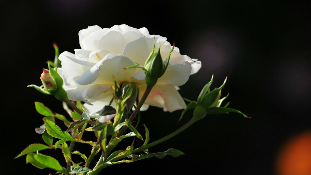 Wallpaper rose, flower, petals, morning
