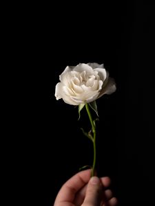 Preview wallpaper rose, flower, petals, stem, white, hand