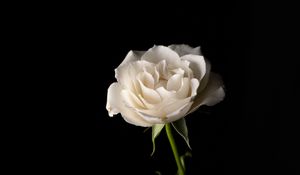 Preview wallpaper rose, flower, petals, stem, white, hand