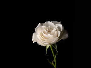 Preview wallpaper rose, flower, petals, stem, white, hand