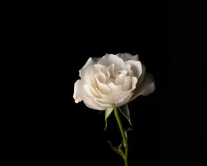 Preview wallpaper rose, flower, petals, stem, white, hand