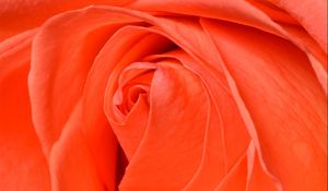 Preview wallpaper rose, flower, petals, bud, red, macro