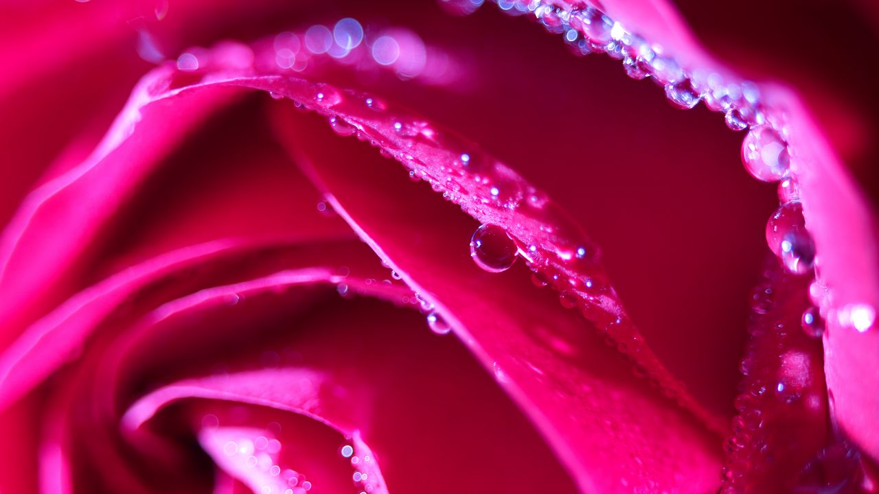 Wallpaper rose, flower, petals, drops, macro, pink