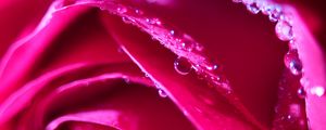 Preview wallpaper rose, flower, petals, drops, macro, pink