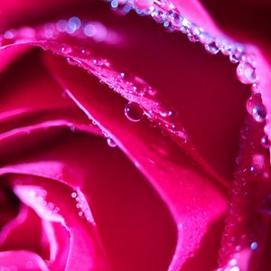 Preview wallpaper rose, flower, petals, drops, macro, pink