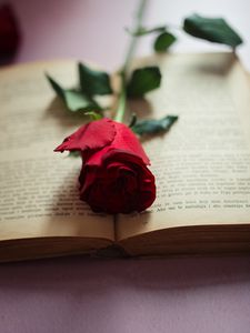 Preview wallpaper rose, flower, petals, book, pages
