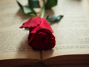 Preview wallpaper rose, flower, petals, book, pages