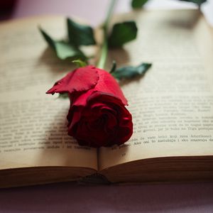 Preview wallpaper rose, flower, petals, book, pages