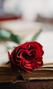 Preview wallpaper rose, flower, petals, book, aesthetics