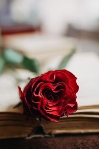 Preview wallpaper rose, flower, petals, book, aesthetics