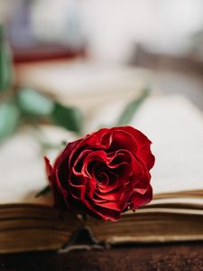 Preview wallpaper rose, flower, petals, book, aesthetics