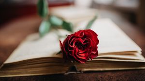 Preview wallpaper rose, flower, petals, book, aesthetics